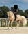 Annuncio cavallo