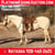 Horse ad