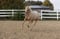 Horse ad