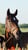 Annuncio cavallo