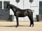 Horse ad