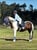 Horse ad