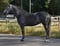 Annonce cheval