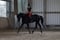 Horse ad