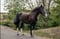Horse ad