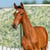Annuncio cavallo