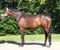 Annonce cheval