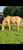 Horse ad