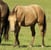 Horse ad