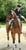 Horse ad