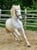 Horse ad