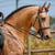 Horse ad