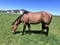 Annuncio cavallo