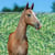 Annuncio cavallo