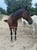 Annuncio cavallo
