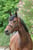 Annonce cheval