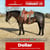Annuncio cavallo