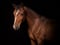 Horse ad