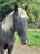 Annuncio cavallo