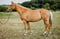 Annonce cheval