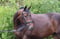 Horse ad