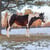 Horse ad