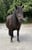 Horse ad