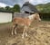 Annuncio cavallo
