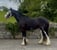 Annuncio cavallo