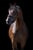 Horse ad