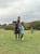 Horse ad