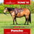 Annuncio cavallo