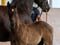 Annonce cheval