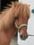 Horse ad