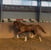 Annuncio cavallo