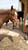 Horse ad