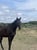 Horse ad