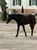 Horse ad