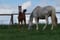 Horse ad