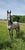 Horse ad