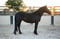 Annuncio cavallo