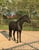 Annuncio cavallo