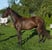 Horse ad