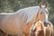 Horse ad