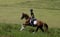 Horse ad