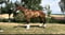 Annonce cheval
