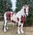 Horse ad