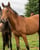 Annuncio cavallo