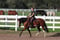 Annuncio cavallo