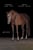 Horse ad